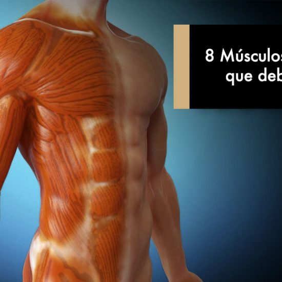 8 Músculos Olvidados que debes entrenar