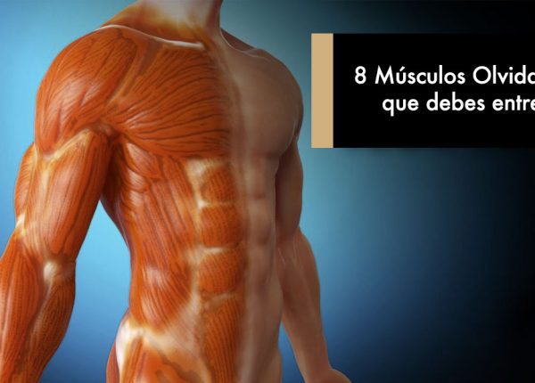 8 Músculos Olvidados que debes entrenar
