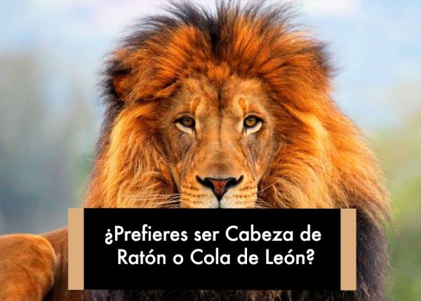 ¿Prefieres ser Cabeza de Ratón o Cola de León?