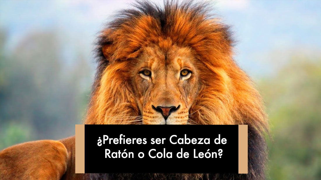 ¿Prefieres ser Cabeza de Ratón o Cola de León?